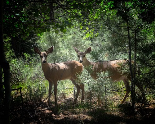 Олар ренжіді, мен фотоларды қарап жатырмын.